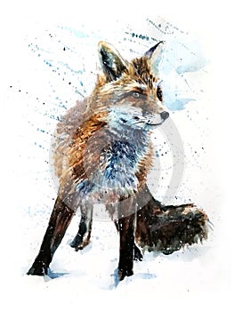 Fox predator watercolor painting drawing