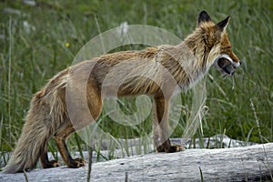 Fox with prey.