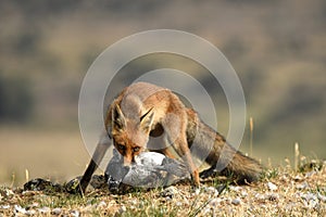 Fox with a prey observes in the field photo