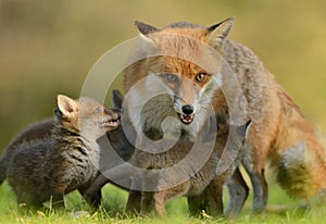 The fox protects its cubs.