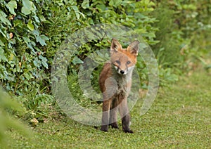 Fox pup.