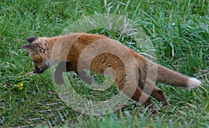 Fox pup leaps at a yellow flower on a grassy field in Jackson Hole, Wyoming