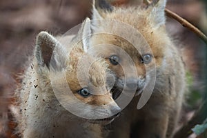 Fox Pup Pair