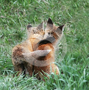 Fox Pups in Jackson Hole, Wyoming Stay Close Together