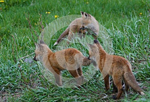 Fox pups look for their fourth sibling as they frolic in a grassy field in Jackson Hole, Wyoming