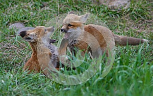 Fox pups play on a grassy field in Jackson Hole, Wyoming