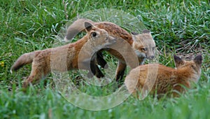 Fox pups play non-stop under the close eye of their mother just feet away in Jackson Hole, Wyoming