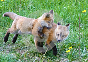 Fox pups stay close together while playing in a grassy field in Jackson Hole, Wyoming