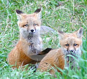 Fox pups take a look at what's around them in Jackson Hole, Wyoming
