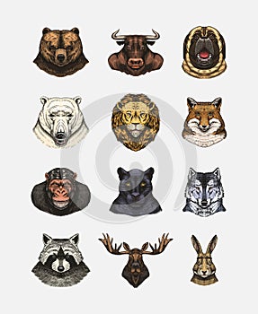 Fox and raccoon, dog Deer and hare, panther and wolf monkey Polar bear and lion, Brown bear and bull.. Animal in vintage