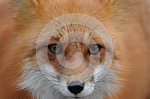 Fox Red Fox Animal Stock Photo.  Fox animal head close-up profile displaying its eyes