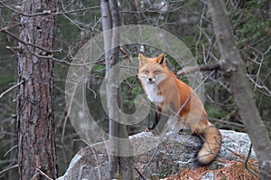 Fox Red Fox Stock Photo.  Fox on a rock in the forest. Image. Pictue. Portrait. Photo