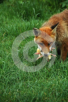 Fox, Red FR (Vulpes v.)