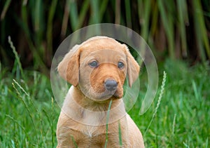 Fox red Labrador puppy, looking at the camera