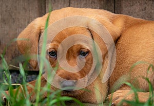 Fox red Labrador puppy, looking at the camera. Selective focus.