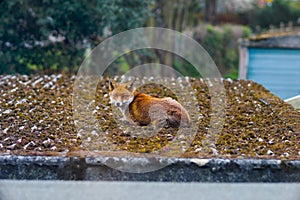 Fox relaxing on a roof in a London Suburb in the morning