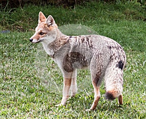Fox in Rio Grande do Sul Brazil photo