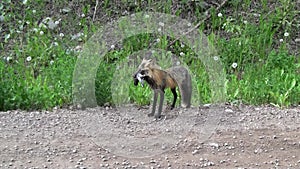 Fox with Robin Prey