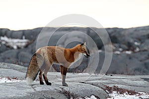 Fox on rock