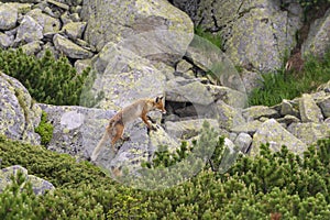 Fox on the rock. Tatra Mountains. Slovakia