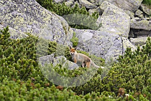 Fox on the rock. Tatra Mountains. Slovakia.