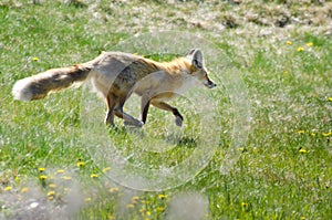 Fox Running Across the Field