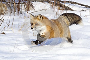 Fox running in snow photo