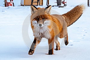 The fox's gait