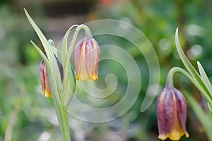 Fox`s grape Fritillaria uva-vulpis, pending flowers