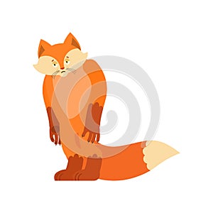 Fox sad. Wild animal sorrowful. she-fox dull. Vector illustration