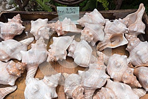 Fox shells in a gift shop