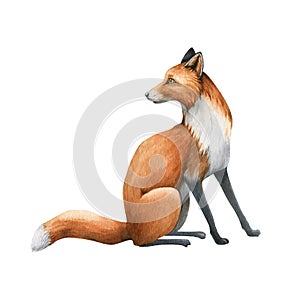 Fox sitting animal. Watercolor illustration. Wild cute red fox sit. Wildlife furry animal with red fur and black paws