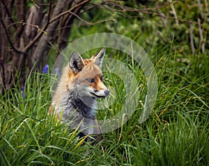 A Fox sitting in long Grass.