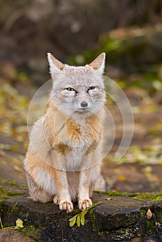 A fox is sitting on a rock