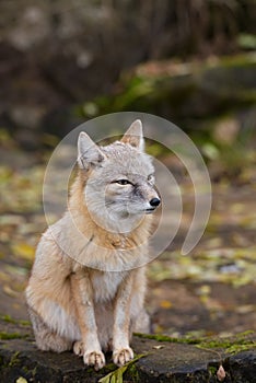 A fox is sitting on a rock