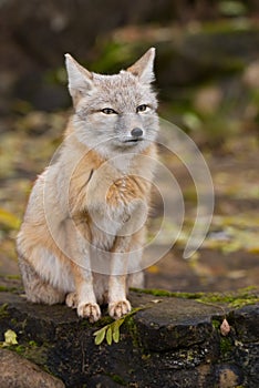 A fox is sitting on a rock
