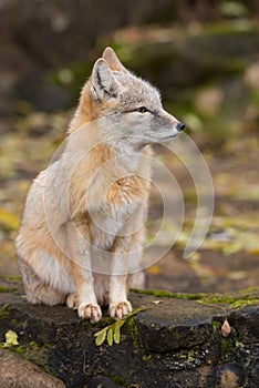 A fox is sitting on a rock