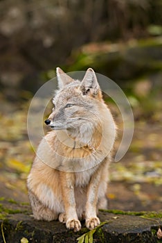 A fox is sitting on a rock