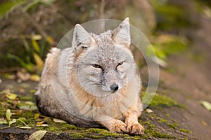 A fox is sitting on a rock