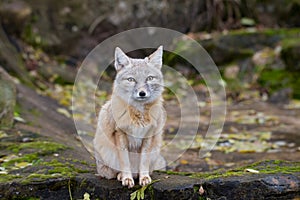 A fox is sitting on a rock