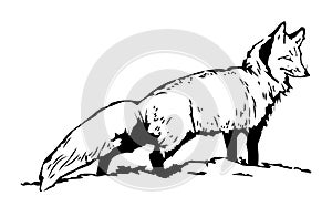 Fox sketch. Hand drawn illustration standing