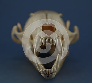 Fox skull teeth close up