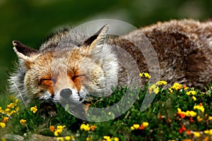 Fox sleeping photo