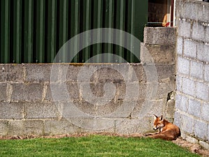 Fox sleeping in a house yard on a fresh cut grass, concept animal infestation, wild animals in urban area