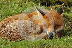 Sleeping Red Fox