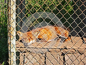 Fox in a small cage at a private zoo