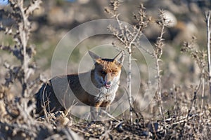 Fox sniffing in full freedom, suspicious and cunning.