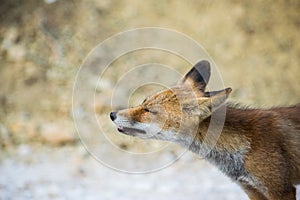 Fox snooping around 5