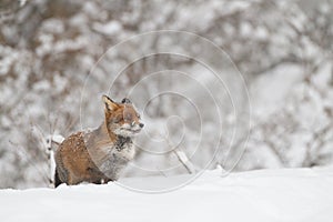 Fox in the snow photo