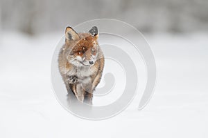 Fox in the snow
